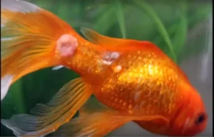 Goldfish Diseases and Treatment | Fungus