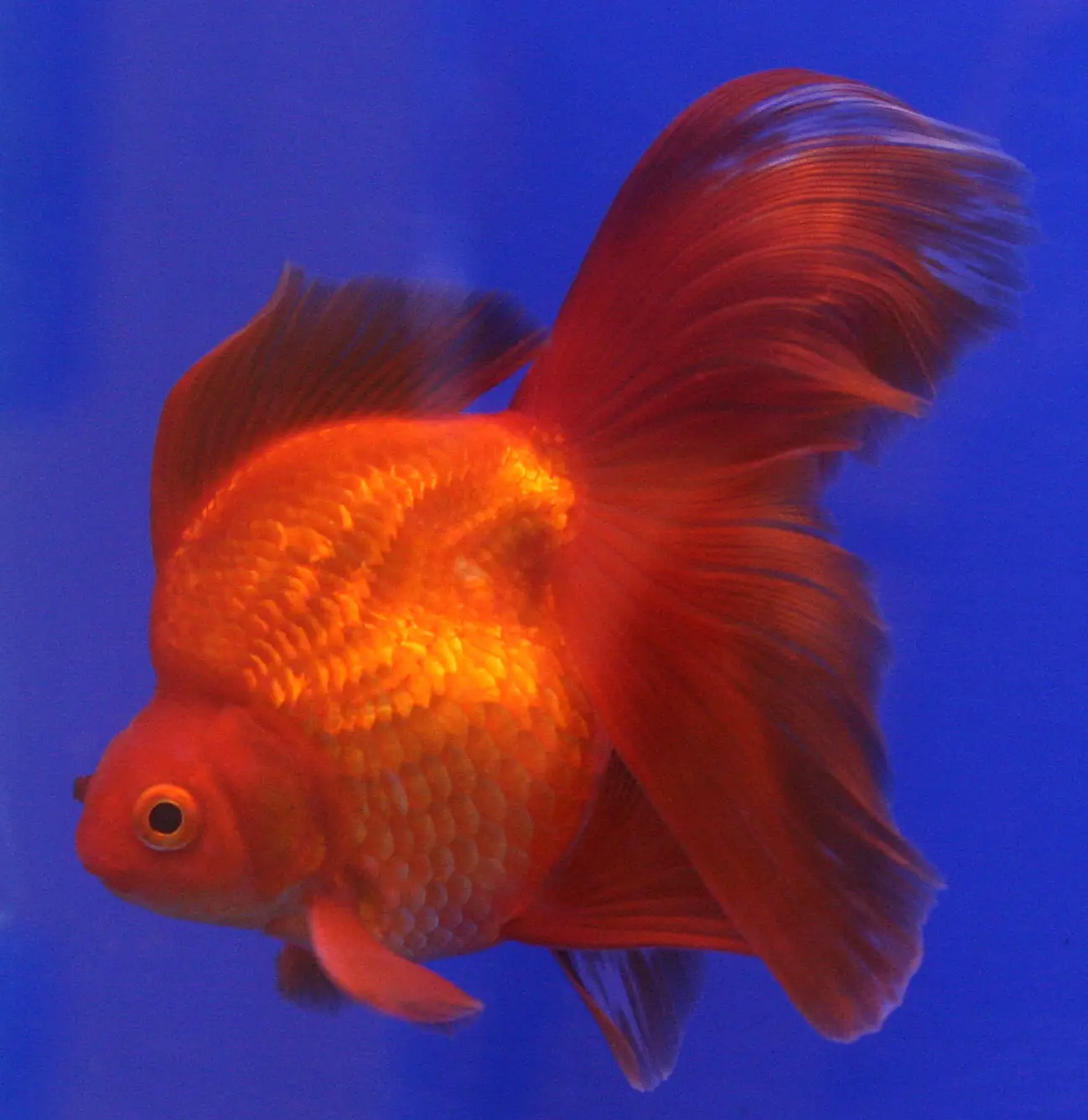 goldfish care