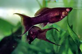beginners freshwater fish