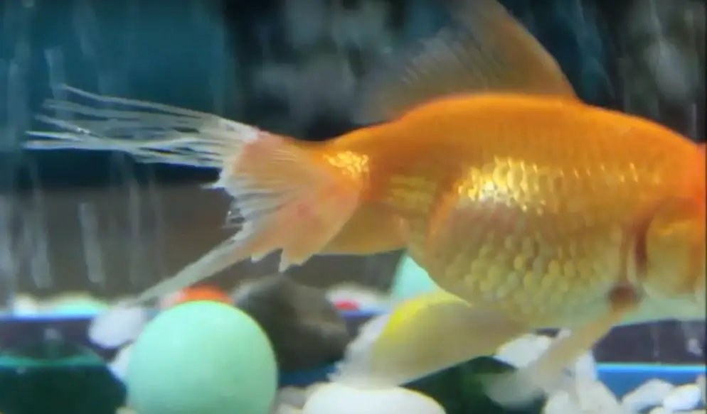 Fin Rot Disease | Goldfish Diseases and Treatment | fin rot tail rot