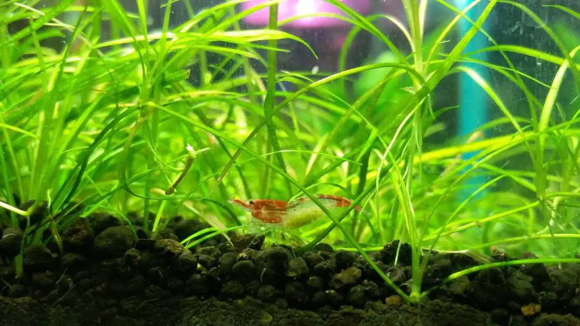 Breeding Red Cherry Shrimp
