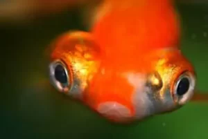 Goldfish Diseases and Treatment