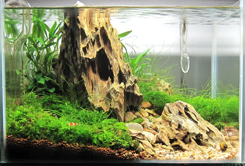 How to Adjust pH in Fish Tank