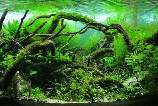 Benefits of Aquarium Plants