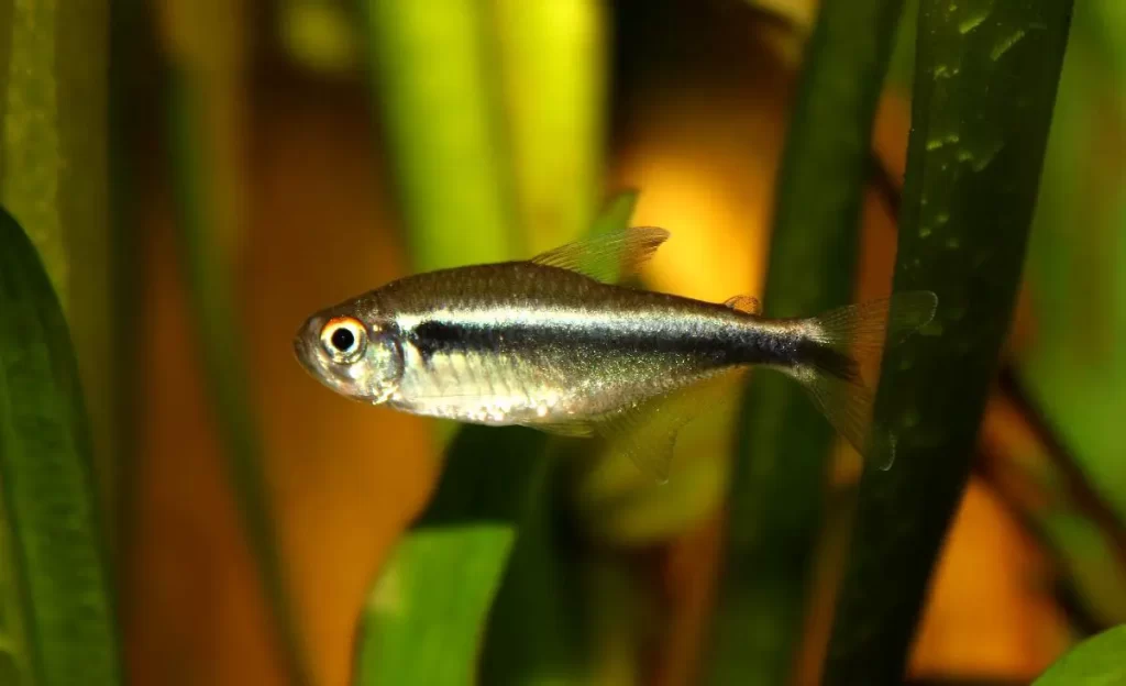 Types of Tetra Fish