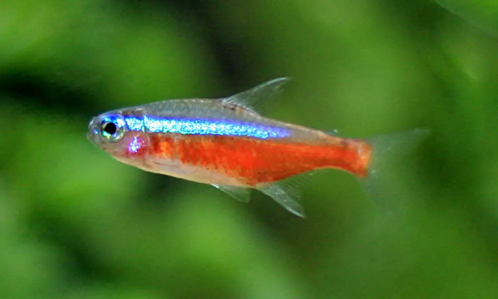 the best fish for beginners: Cardinal Tetra