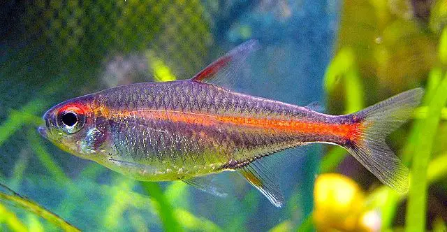 Glowlight Tetra Fish Care (Hemigrammus Erythrozonus)