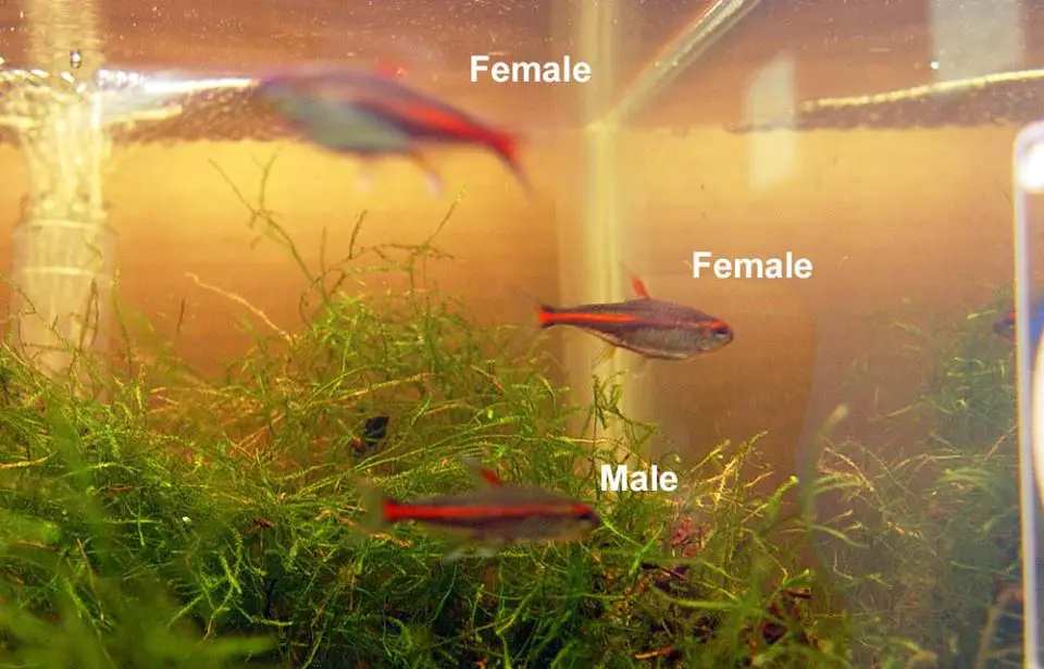 male and female glowlight tetra fish