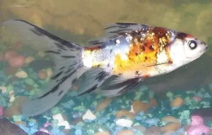 American shubunkin goldfish