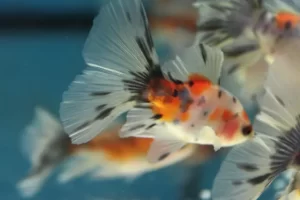 bristol shubunkin goldfish