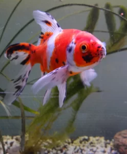 london shubunkin goldfish