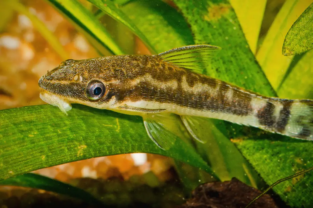 the best fish begginers: otocinclus catfish