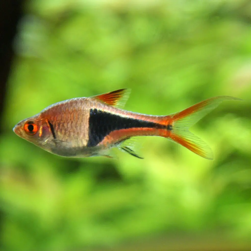 the best fish for beginners: Harlequin Rasboras