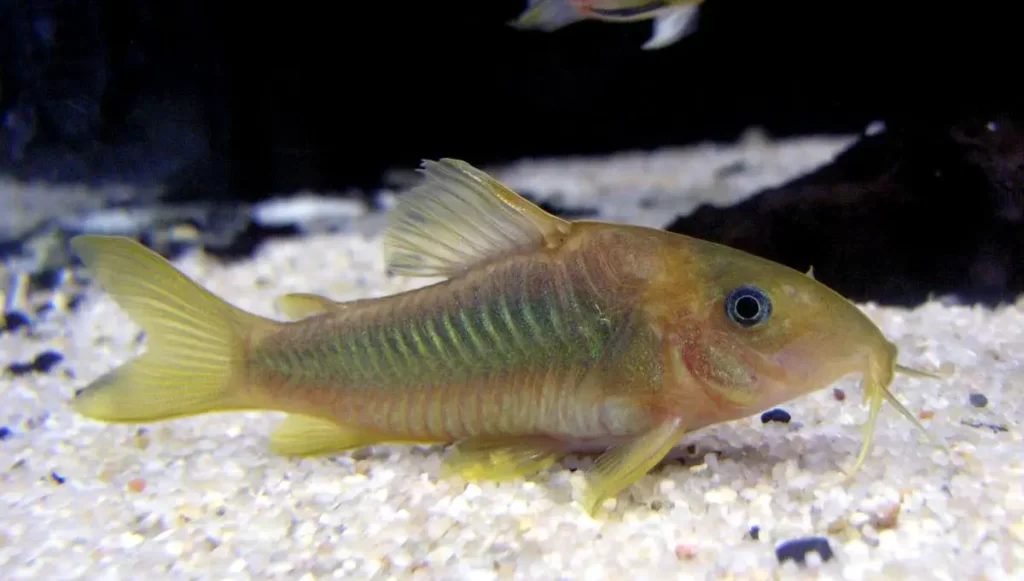  Corydora catfish | Tank Mates For Polar Parrot Fish 