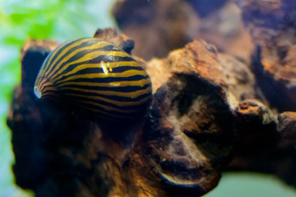 Nerite Snail | Aquarium Snail