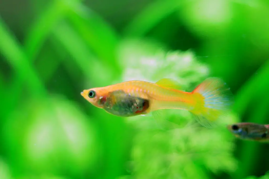 the best fish for beginners: Guppy