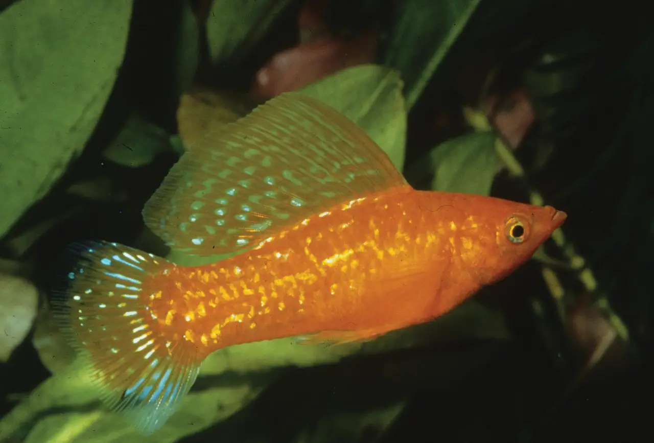the best fish for beginners: Mollies