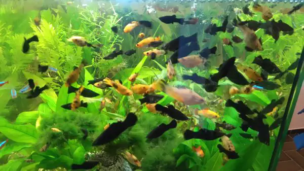 molly fish aquarium