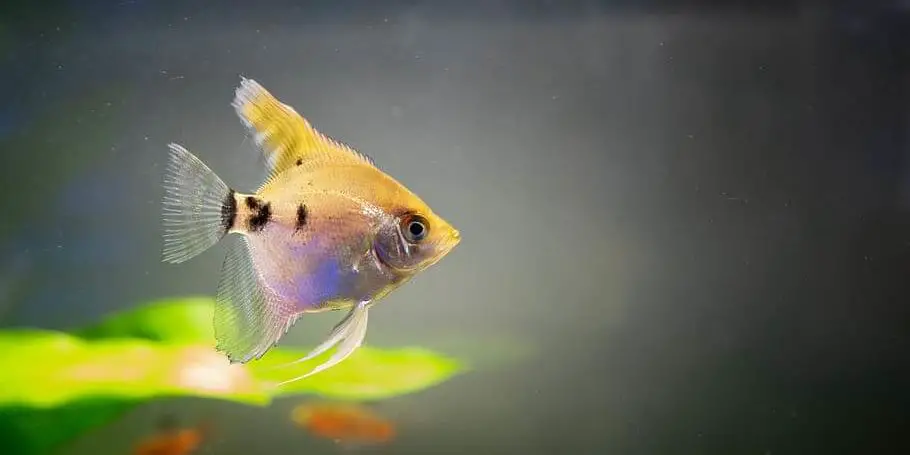 Angelfish Diseases and Treatments