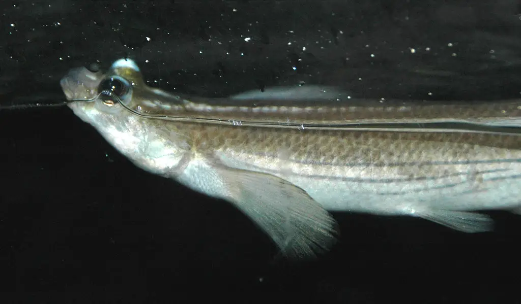 Four-eyed Fish