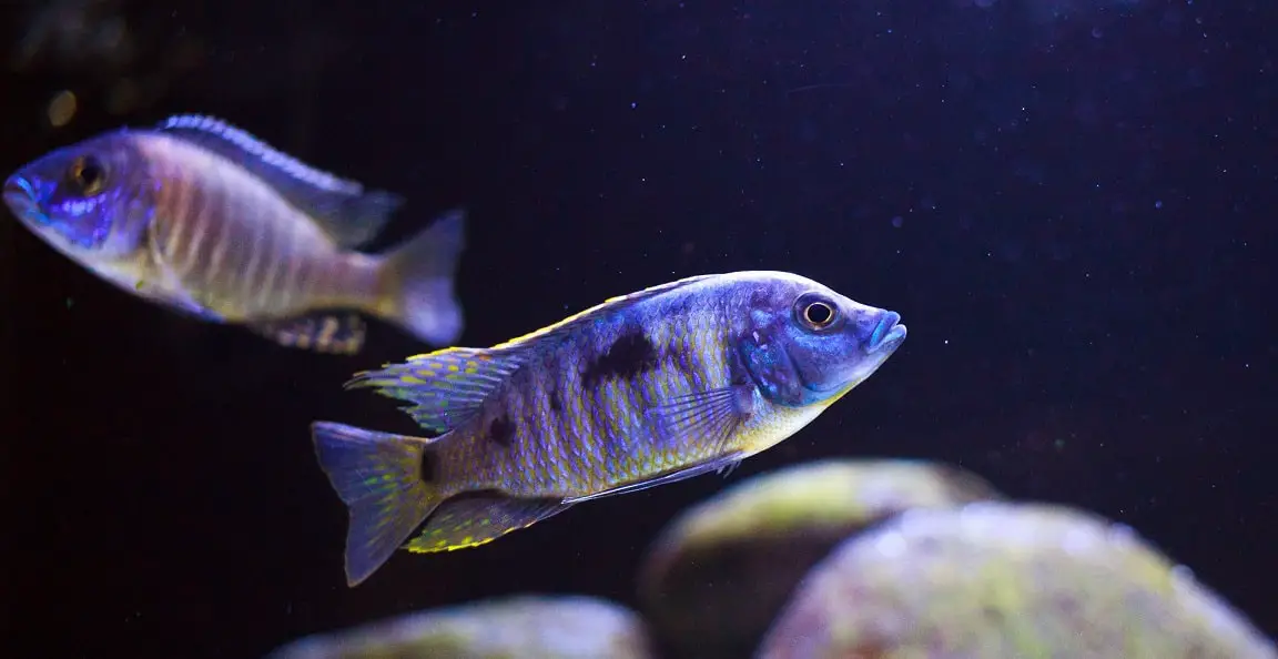 the best fish for beginners: African Cichlid