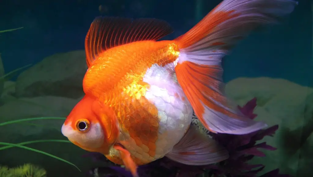 Fancy Goldfish | Cold Water Aquarium Fish