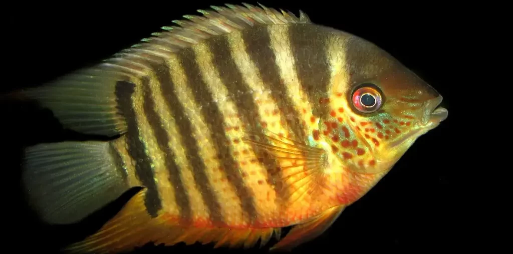 Severum Fish | Tank Mates For Polar Parrot Fish 