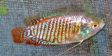 the best fish for beginners: Dwarf Gourami