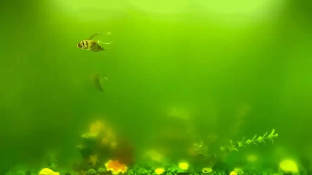 Green Water Fish Tank