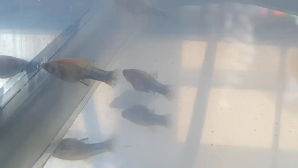 White Or Grayish Fish Tank