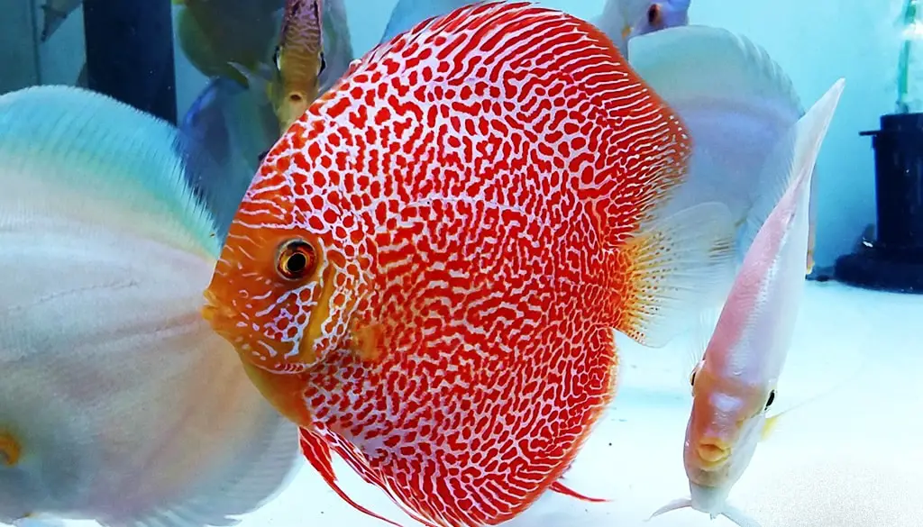 the best fish for beginners: Discus Fish