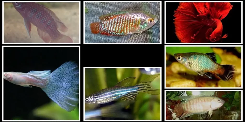 Tropical Fish Collage