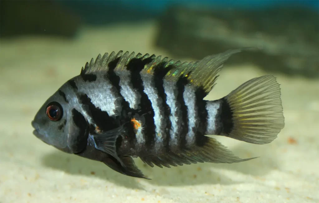 the best fish for beginners: Convict Cichlids