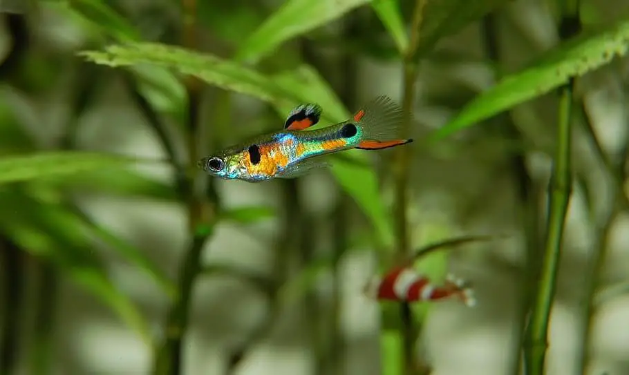 easiest fish to breed - guppy fish