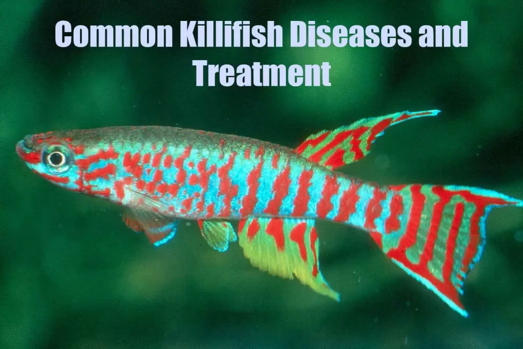 Killifish Diseases and Treatments