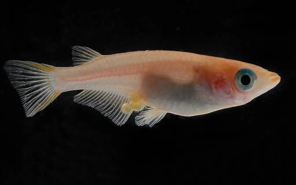 medaka fish