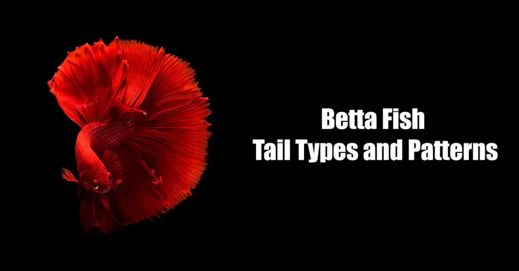 Betta Fish Tail Types and Patterns