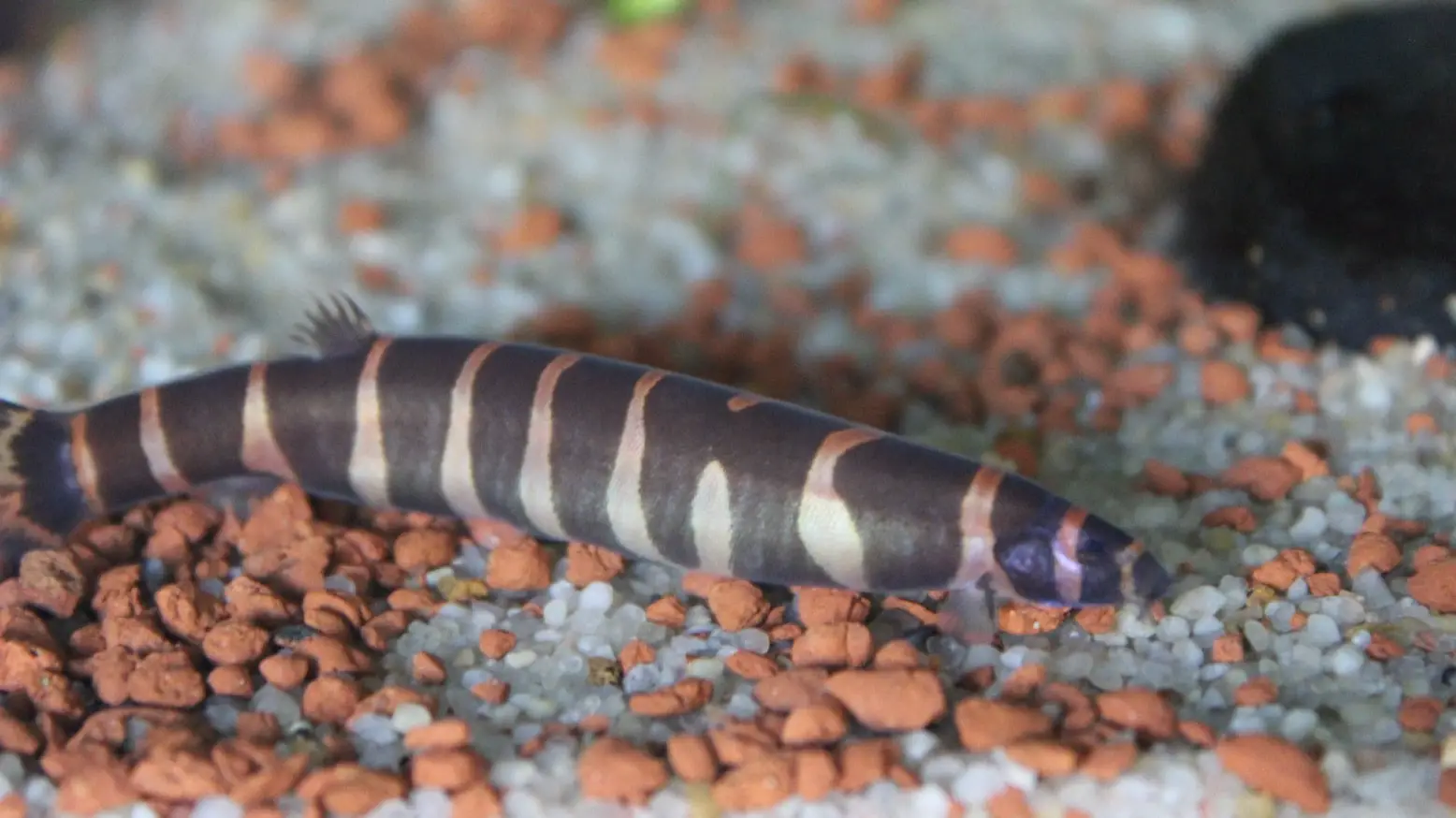 the best fish for beginners: Kuhli Loach