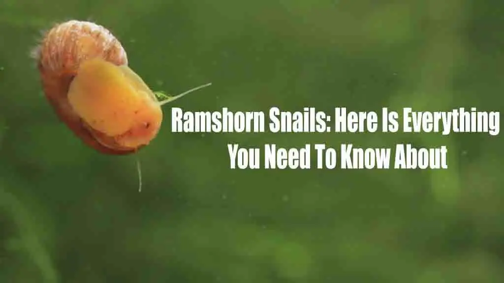 Ramshorn Snails: