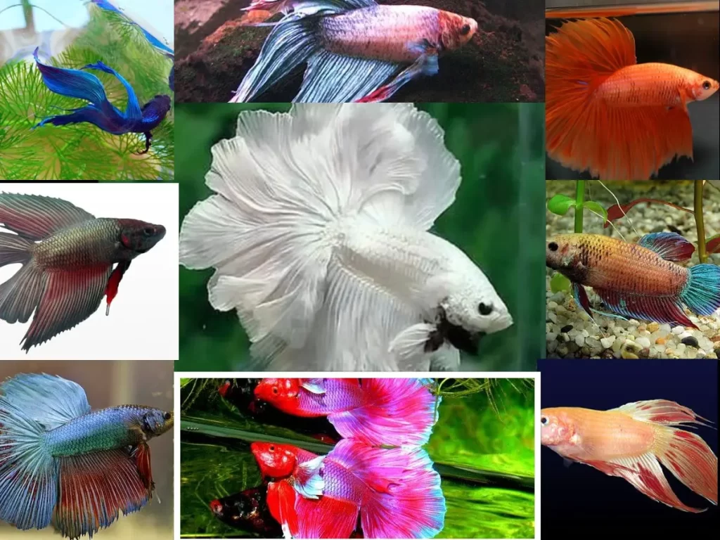betta fish colors