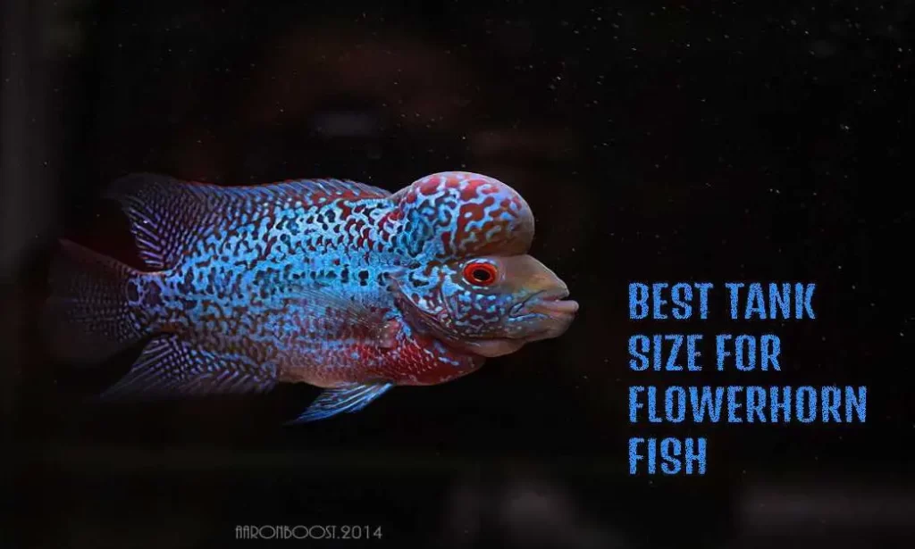 Best Tank For Flowerhorn Fish