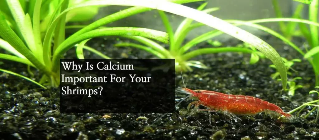 Why is calcium important for shrimp
