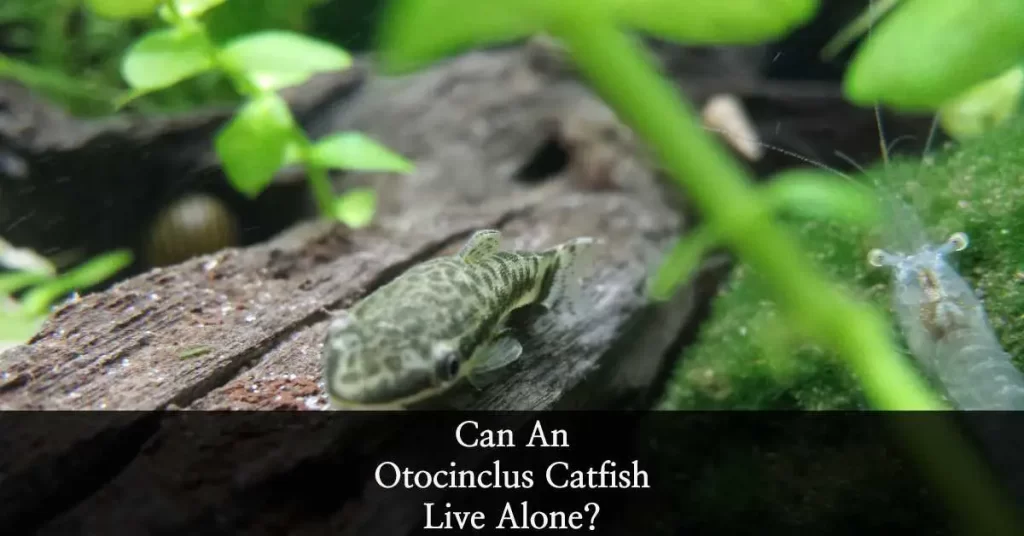 Can an Otocinclus Catfish live alone?