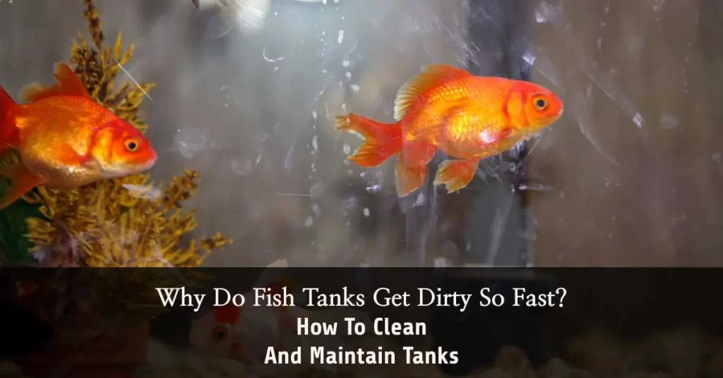 fish tanks get dirty