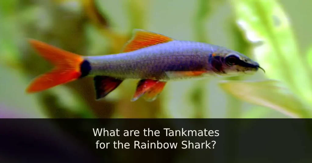 tankmates for the Rainbow Shark