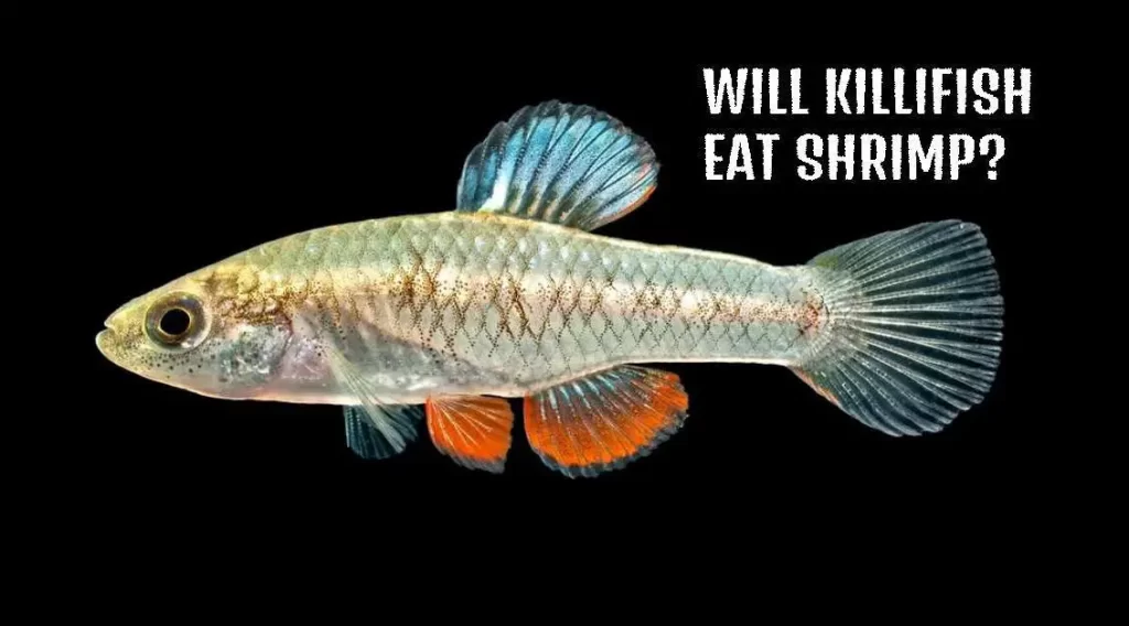 Killifish Eat Shrimp