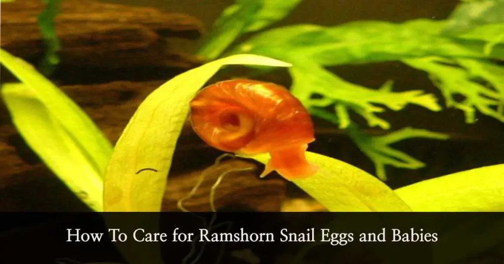 Care for Ramshorn Snail