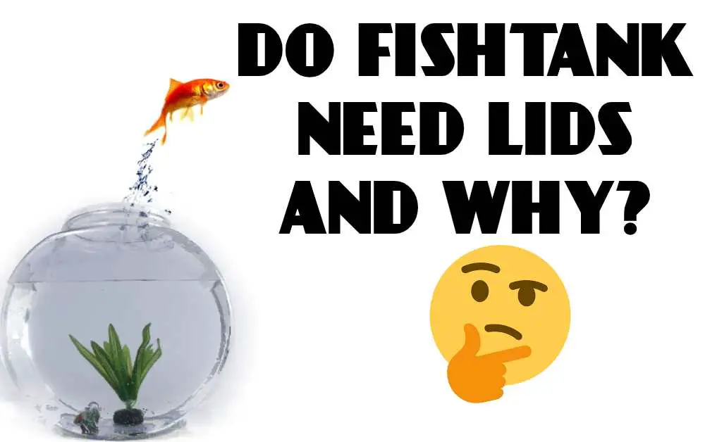 Do I Need A Lid For My Fish Tank?