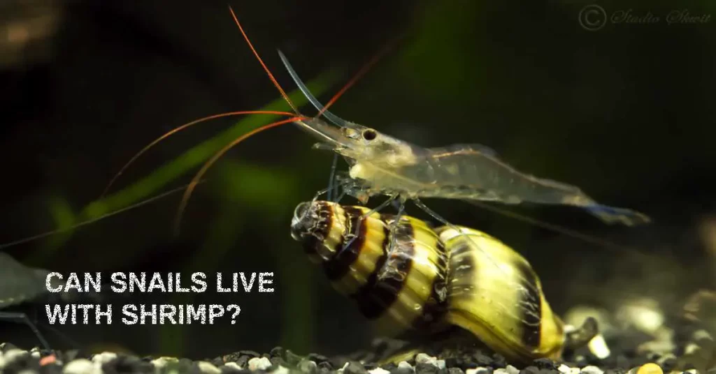 can snails live with shrimps