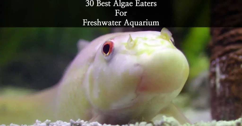Algae eaters